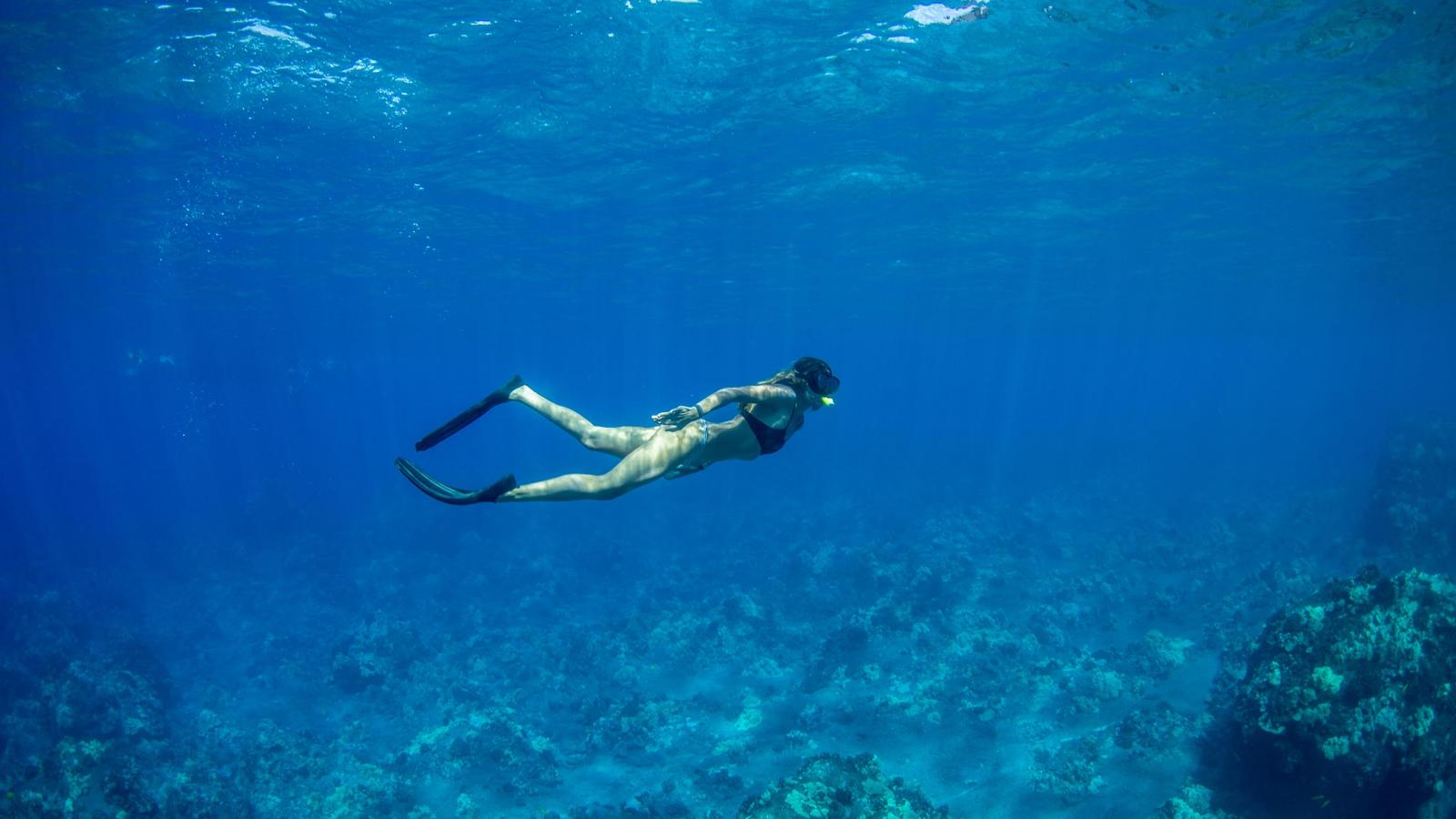 Marine Life Of Hawaii Go Hawaii