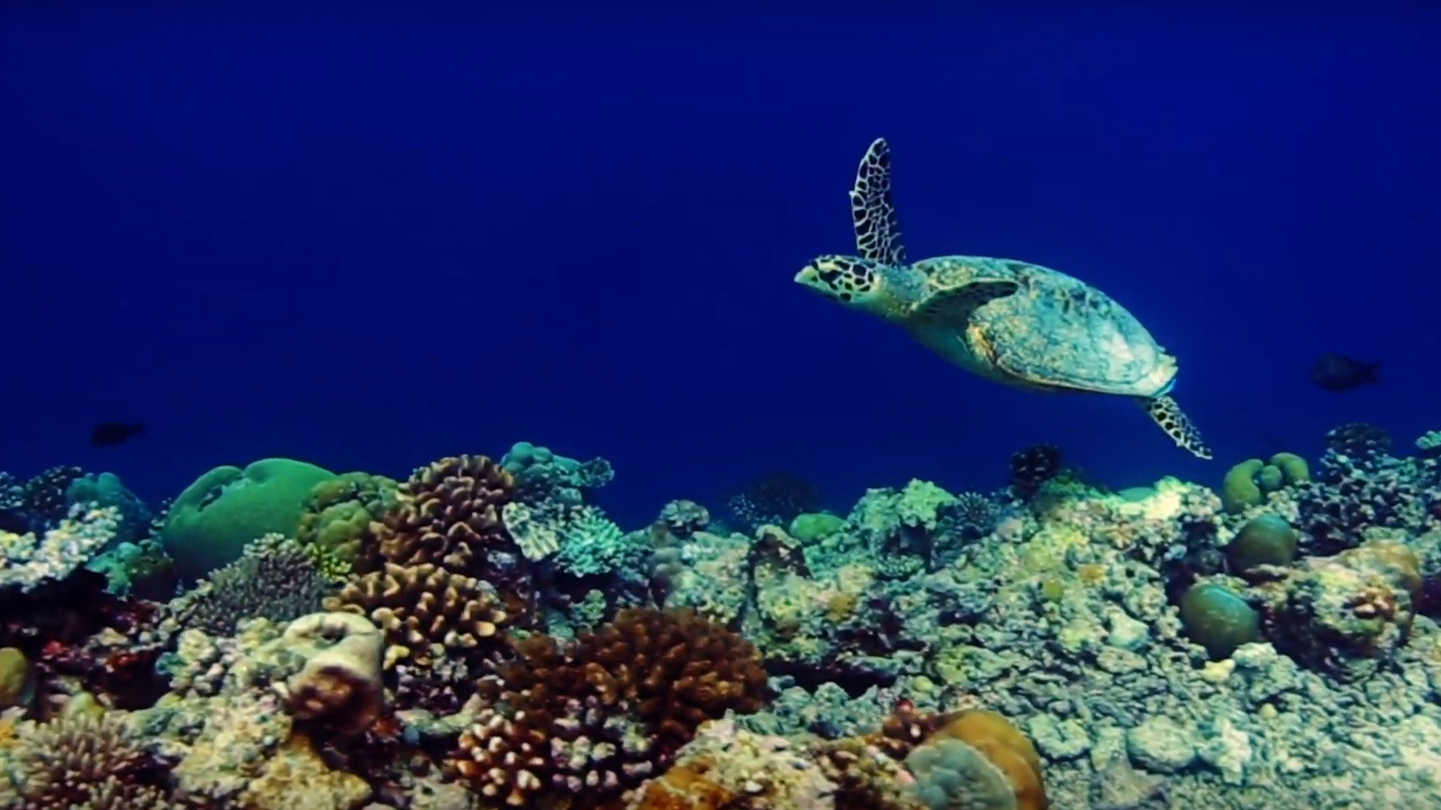 Oahu Water Activities | Go Hawaii