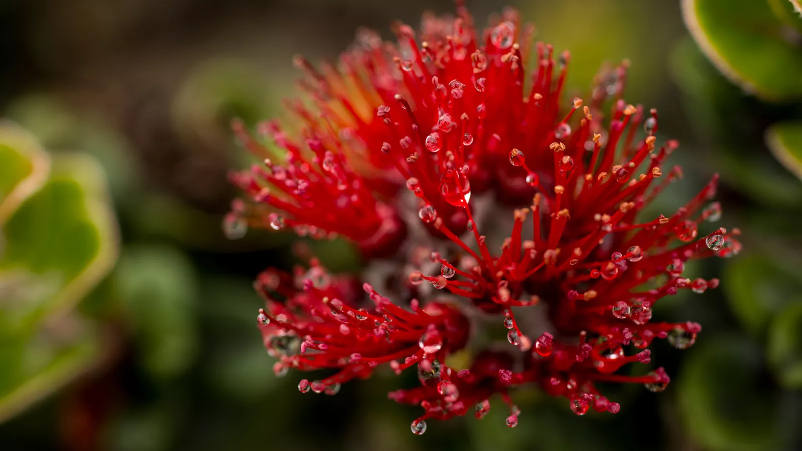 Saving ʻŌhiʻa
