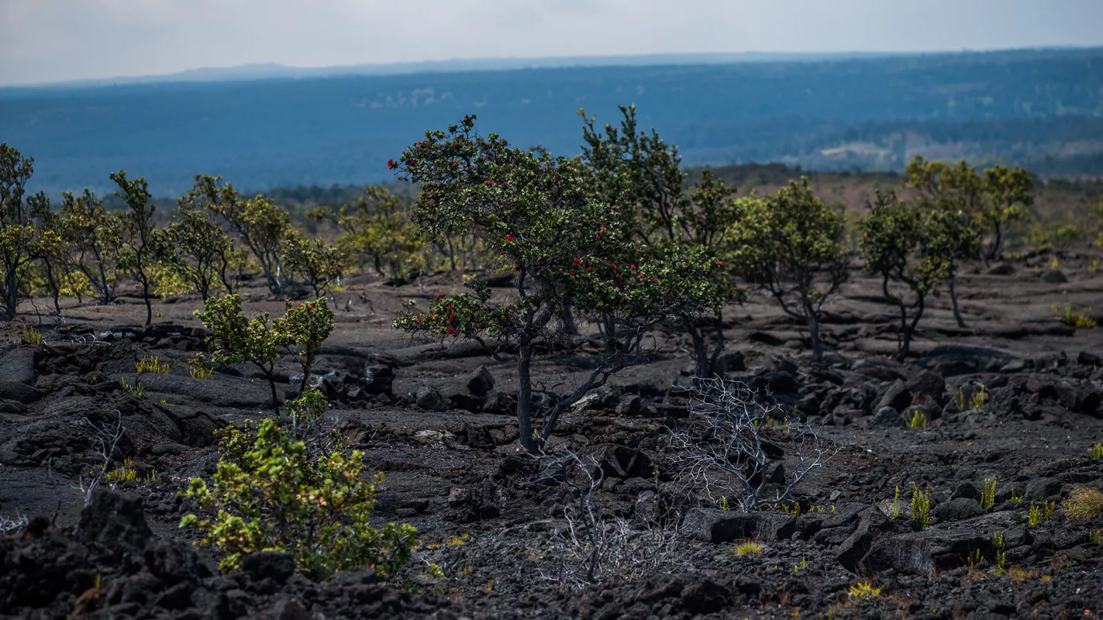 Land Conservation