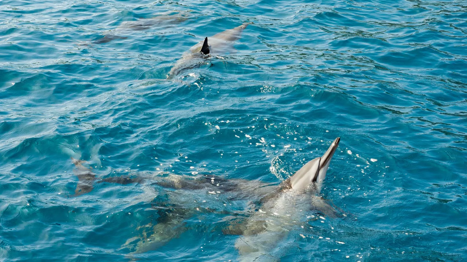 https://www.gohawaii.com/sites/default/files/content-carousel-images/dolphin_web.jpg